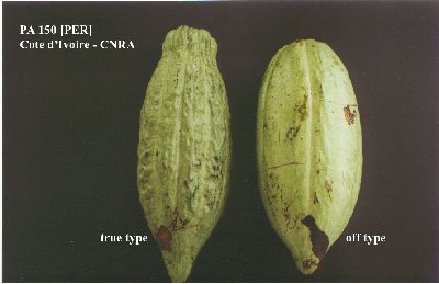 This photograph represents the two PA 150 [PER] pod types held in Cote d''Ivoire. The correct type is on the left of the photograph and the off-type, received from Montpellier, is on the right.