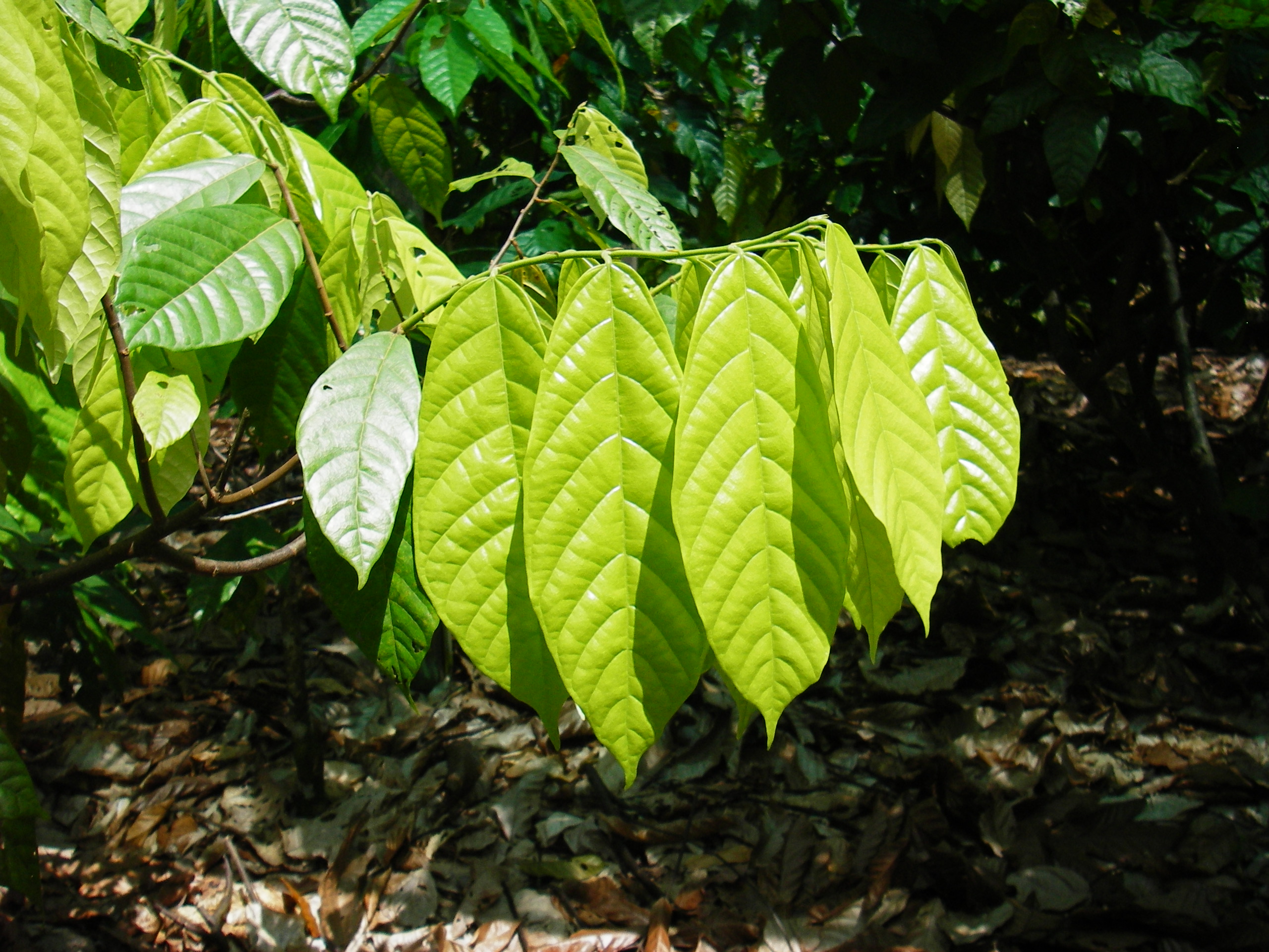 Mature leaf
