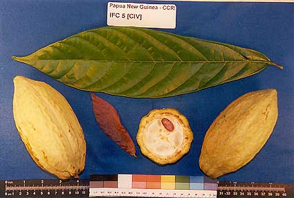 Leaves and pods.