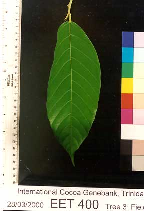 Mature leaf.