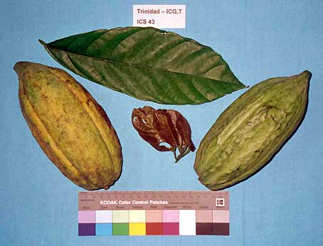 Leaves and pods.