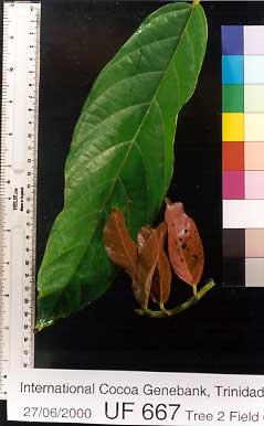 Mature and flush leaves.