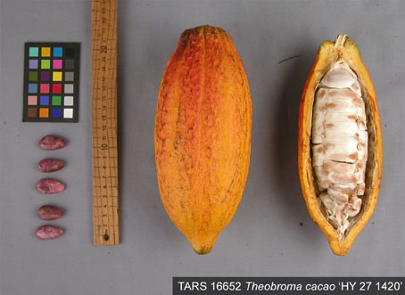 Pods and seeds. (Accession: TARS 16652).