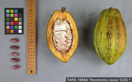 Pods and seeds. (Accession: TARS 16584).