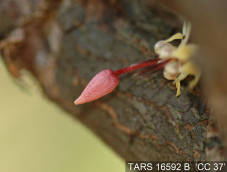 Flowerbud on tree. (Accession: TARS 16592 B).