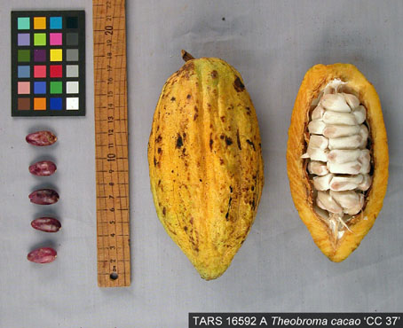 Pods and seeds. (Accession: TARS 16592 A).