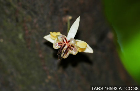 Flower on tree. (Accession: TARS 16593 A).