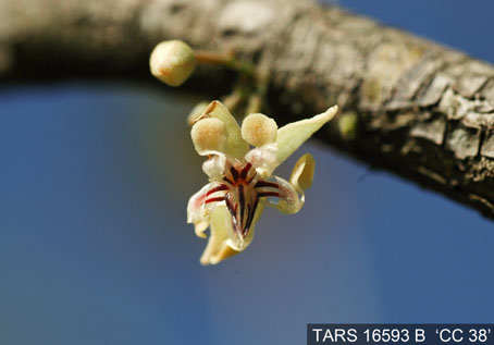 Flower on tree. (Accession: TARS 16593 B).