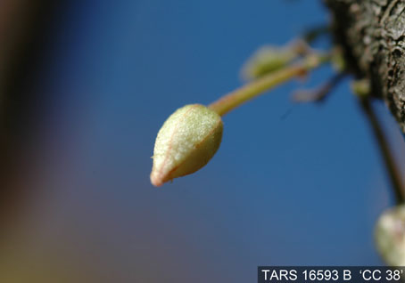 Flowerbud on tree. (Accession: TARS 16593 B).