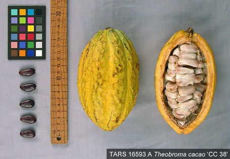 Pods and seeds. (Accession: TARS 16593 A).