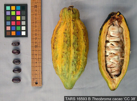 Pods and seeds. (Accession: TARS 16593 B).