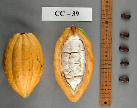 Pods and seeds. (Accession: TARS 16594).