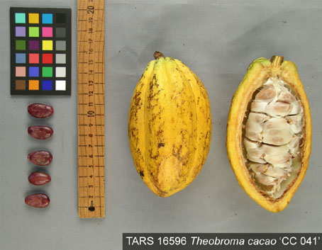 Pods and seeds. (Accession: TARS 16596).