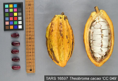 Pods and seeds. (Accession: TARS 16597).