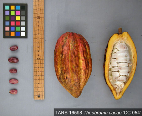 Pods and seeds. (Accession: TARS 16598).