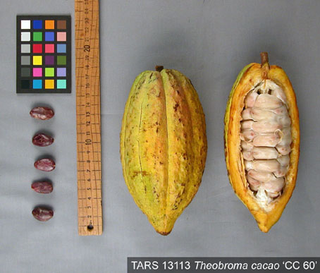 Pods and seeds. (Accession: TARS 13113).