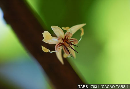 Flower on tree. (Accession: TARS 17831).