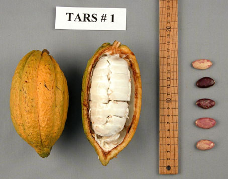 Pods and seeds. (Accession: TARS 17831).