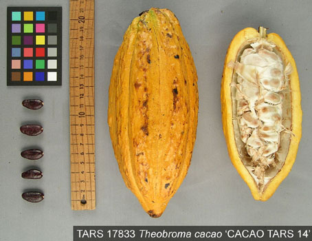 Pods and seeds. (Accession: TARS 17833).