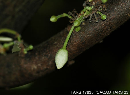 Flowerbud on tree. (Accession: TARS 17835).