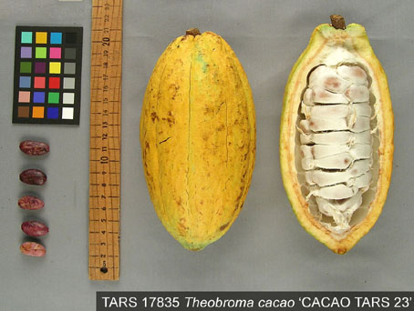Pods and seeds. (Accession: TARS 17835).