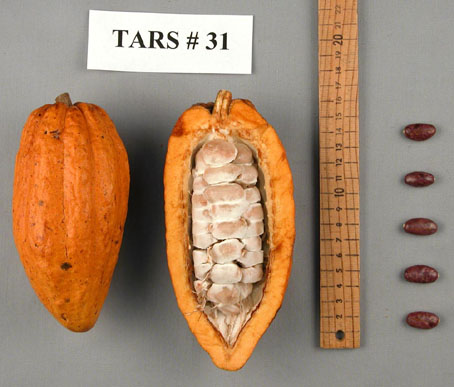 Pods and seeds. (Accession: TARS 17838).