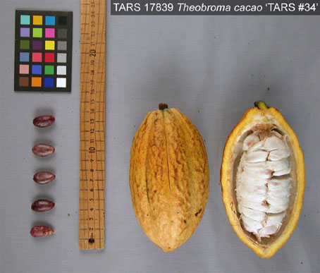 Pods and seeds. (Accession: TARS 17839).