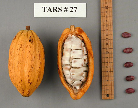 Pods and seeds. (Accession: TARS 17836).