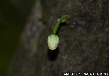 Flowerbud on tree. (Accession: TARS 17837).