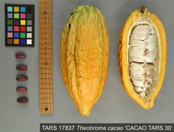 Pods and seeds. (Accession: TARS 17837).