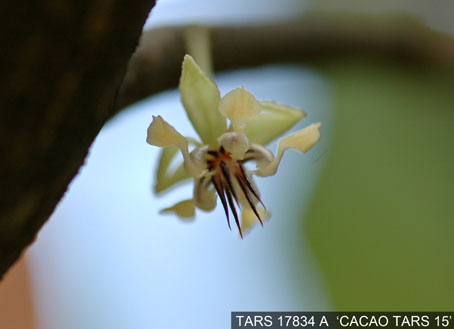 Flower on tree. (Accession: TARS 17834 A).