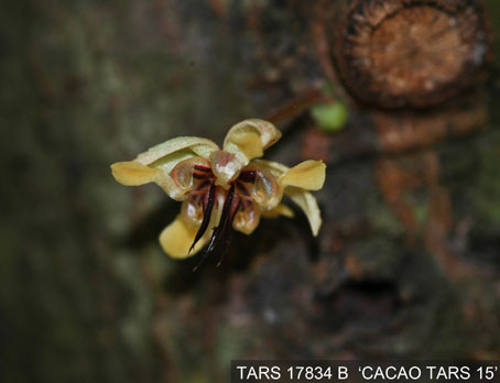 Flower on tree. (Accession: TARS 17834 B).