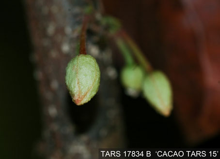 Flowerbud on tree. (Accession: TARS 17834 B).