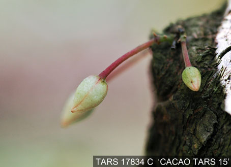 Flowerbud on tree. (Accession: TARS 17834 C).