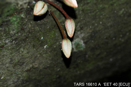 Flowerbud on tree. (Accession: TARS 16610 A).