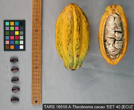 Pods and seeds. (Accession: TARS 16610 A).