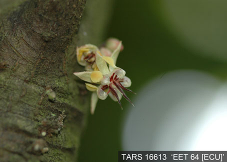 Flower on tree. (Accession: TARS 16613).
