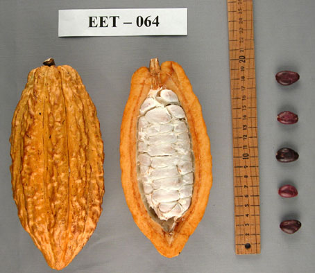 Pods and seeds. (Accession: TARS 16613).