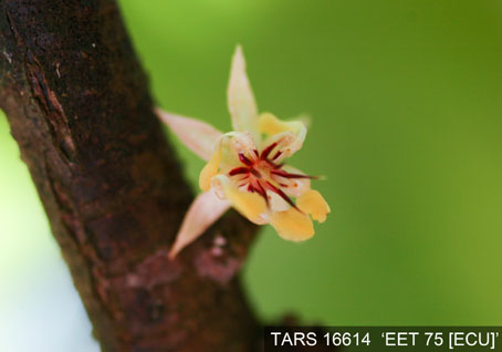 Flower on tree. (Accession: TARS 16614).