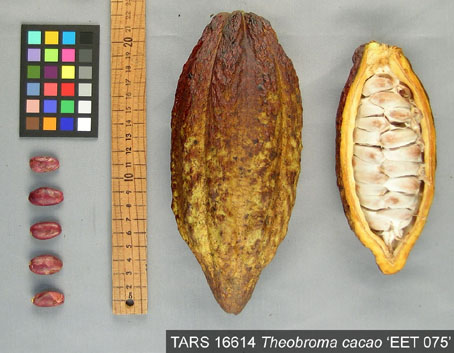 Pods and seeds. (Accession: TARS 16614).