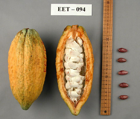 Pods and seeds. (Accession: TARS 16615).