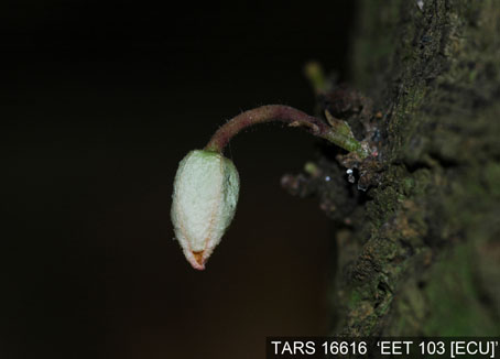 Flowerbud on tree. (Accession: TARS 16616).