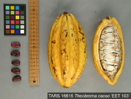 Pods and seeds. (Accession: TARS 16616).