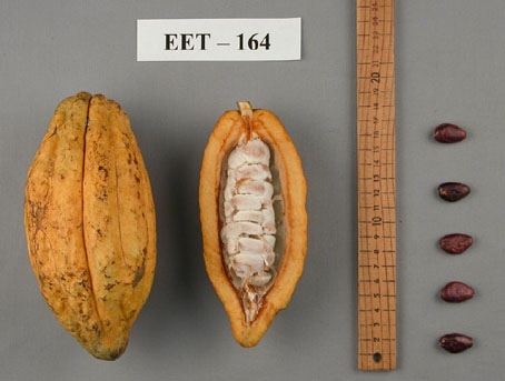 Pods and seeds. (Accession: TARS 16620).