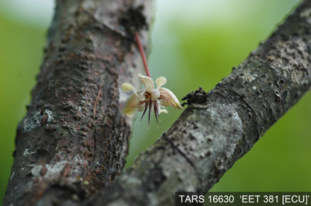 Flower on tree. (Accession: TARS 16630).