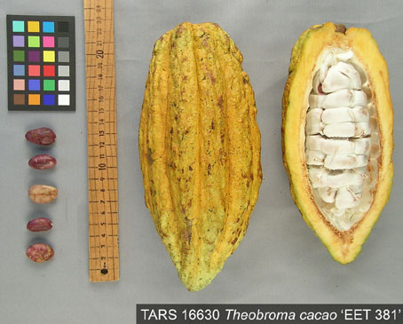 Pods and seeds. (Accession: TARS 16630).