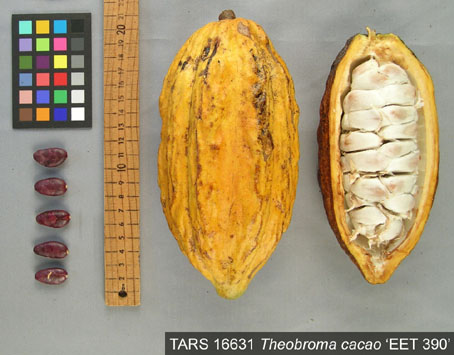 Pods and seeds. (Accession: TARS 16631).