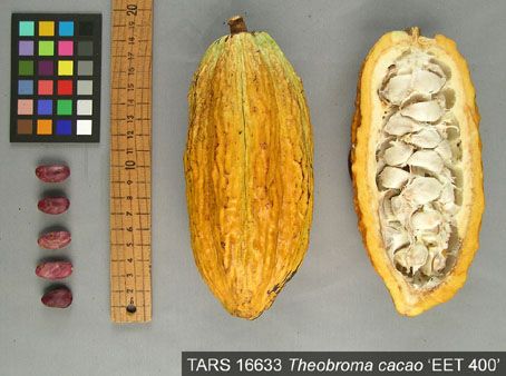 Pods and seeds. (Accession: TARS 16633).