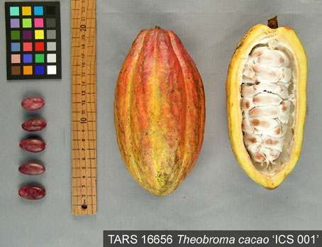 Pods and seeds. (Accession: TARS 16656).