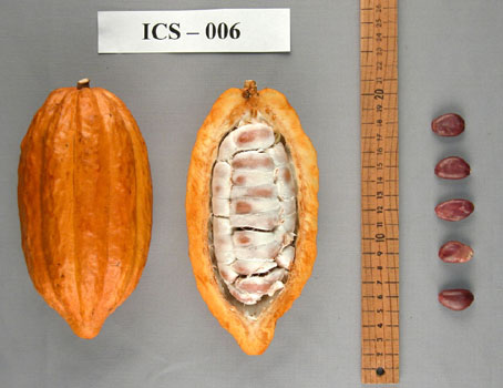 Pods and seeds. (Accession: TARS 16658).